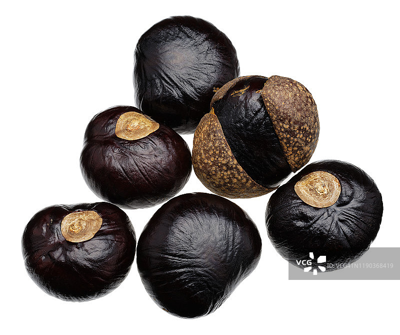 印度七叶树果实图片素材