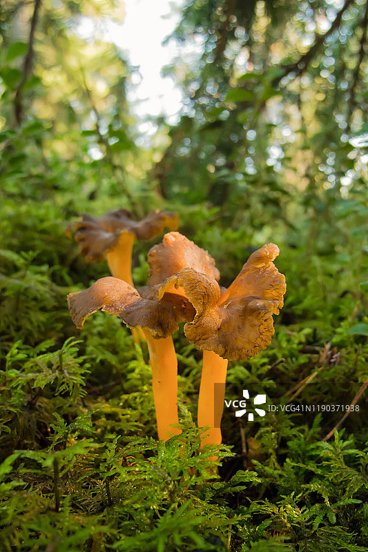 森林里的漏斗鸡油菌图片素材