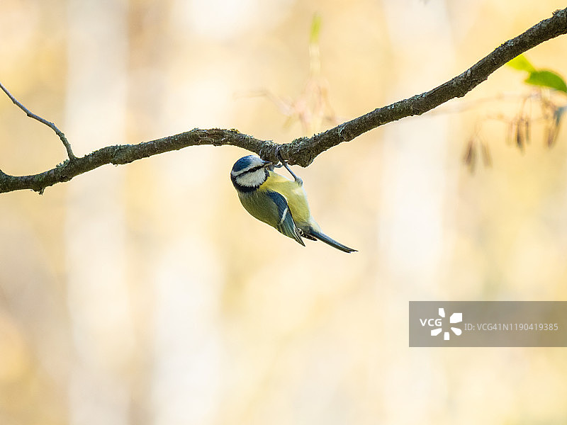 欧亚蓝冠山雀图片素材