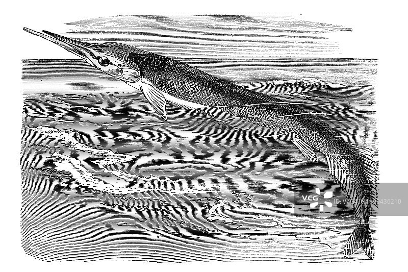 海 gar（Belone belone）古董插画，1894年出版的流行百科全书。图片素材