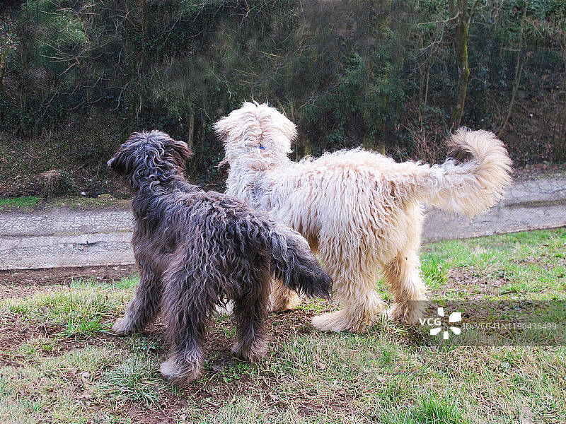 黑白：两只牧羊犬幼犬图片素材