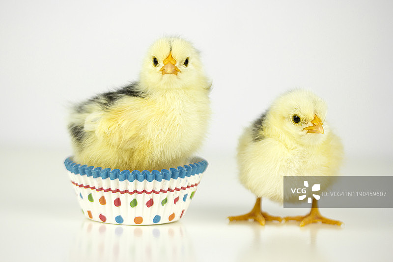 马芬模具里的小鸡图片素材