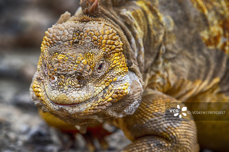 伊莎贝拉岛的加拉帕戈斯陆鬣蜥图片素材