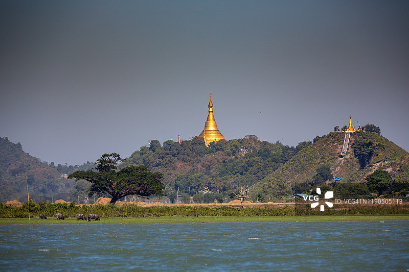 河边水牛野生动物和风景，缅甸图片素材