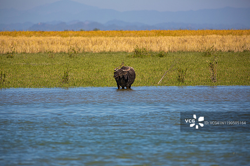河边水牛野生动物和风景，缅甸图片素材