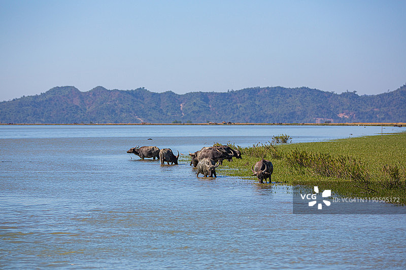 河边水牛野生动物和风景，缅甸图片素材