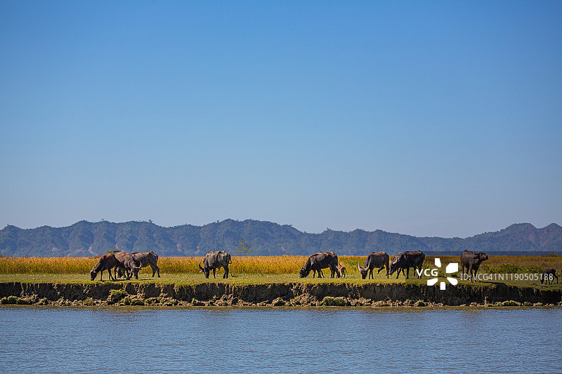 河边水牛野生动物和风景，缅甸图片素材