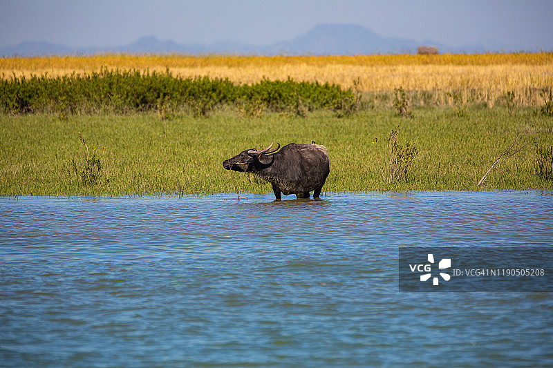 河边水牛野生动物和风景，缅甸图片素材