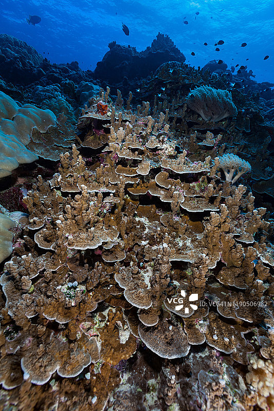 密克罗尼西亚帕劳群岛西南部的硬珊瑚天堂图片素材
