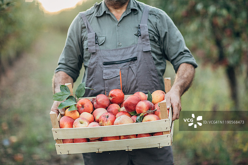 农民拿着一箱苹果图片素材