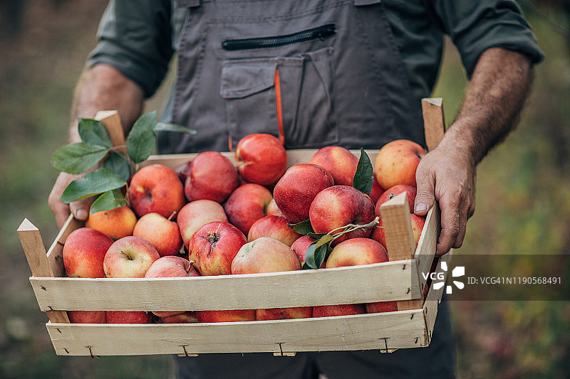 农民拿着一箱苹果图片素材