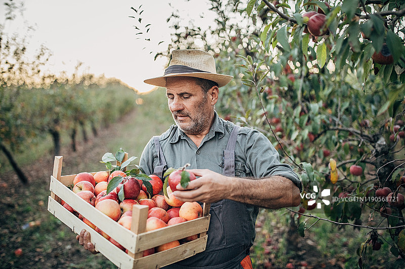 农民采摘成熟的苹果图片素材