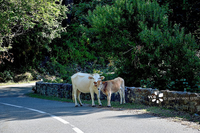 科西嘉岛卡斯塔尼恰公路上放养的牛图片素材