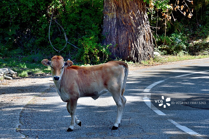 科西嘉岛卡斯塔尼恰公路上放养的牛图片素材