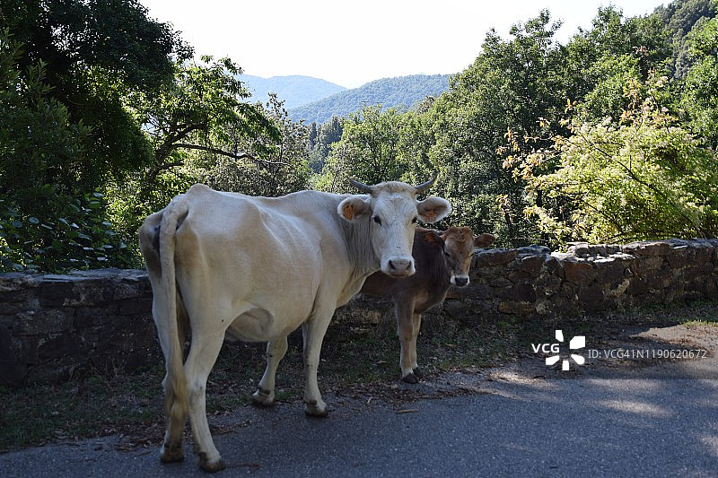 科西嘉岛卡斯塔尼恰公路上放养的牛图片素材