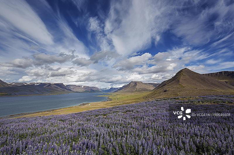 峡湾风光，蓝色鲁冰花，近冰岛平盖里图片素材