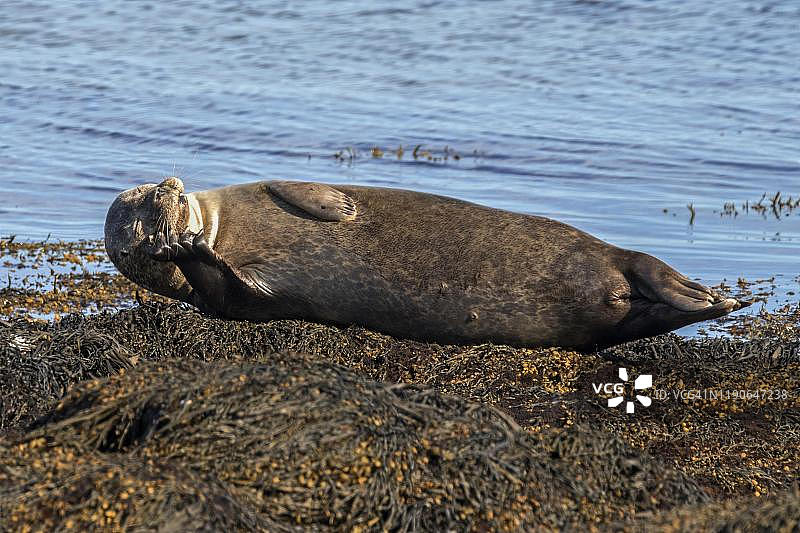 港海豹（Phoca vitulina），在海藻上休息，冰岛斯奈山半岛图片素材