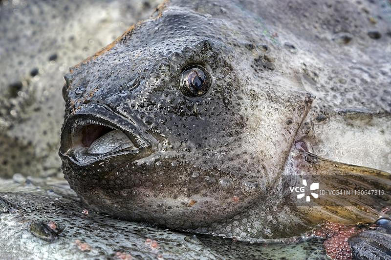 冰岛斯蒂基斯霍尔米港口新鲜捕捞的圆鳍鱼图片素材