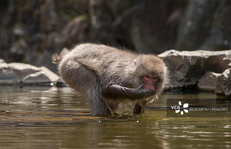日本猕猴在水中饮水，位于日本本州岛长野县山之内町图片素材