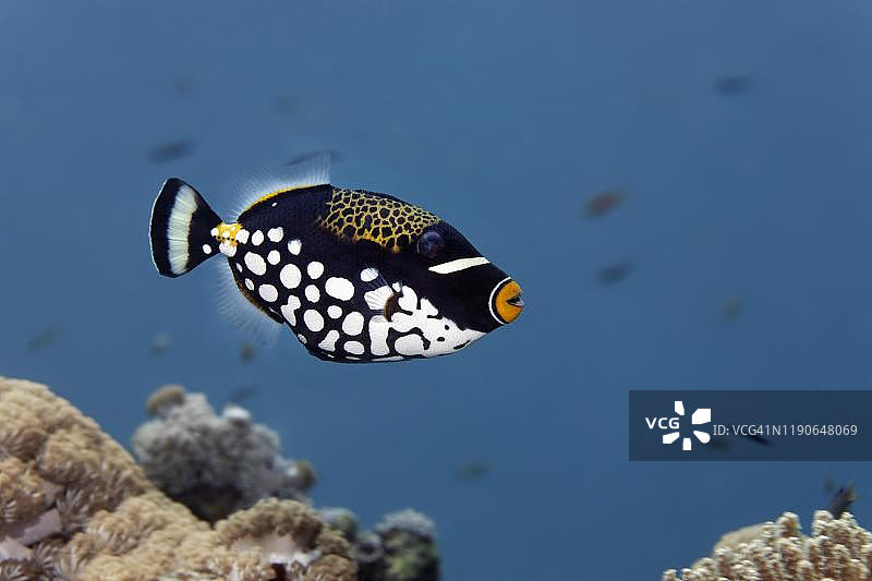 小丑炮弹鱼，大堡礁图片素材