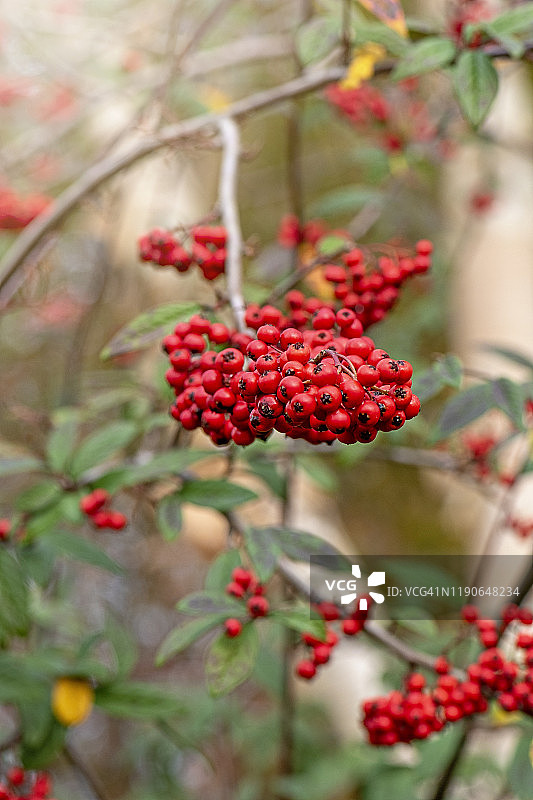 阳光下山楂灌木鲜艳的红色冬季浆果图片素材