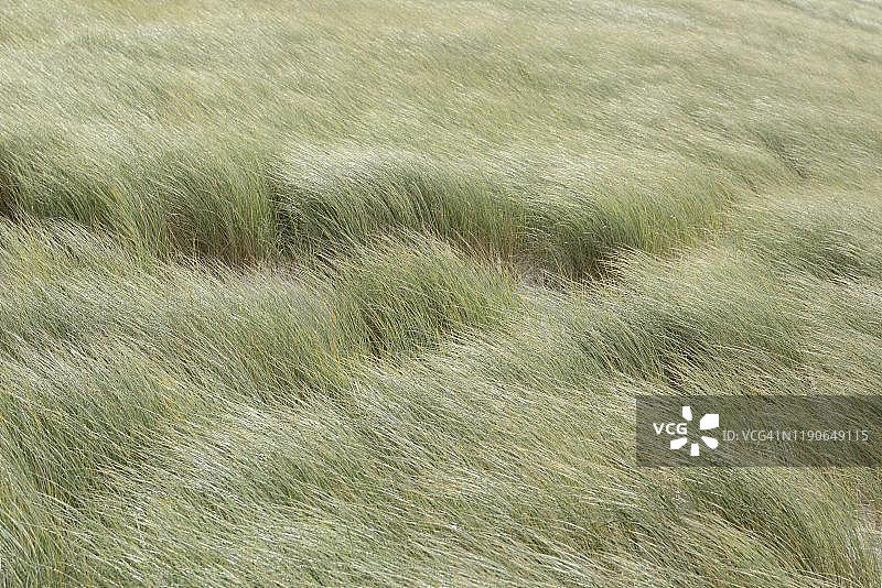风吹过覆盖着草的沙丘，叙尔特岛，北弗里西亚群岛，北海，德国石勒苏益格-荷尔斯泰因州图片素材