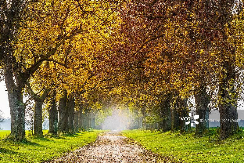 秋日林荫小径图片素材