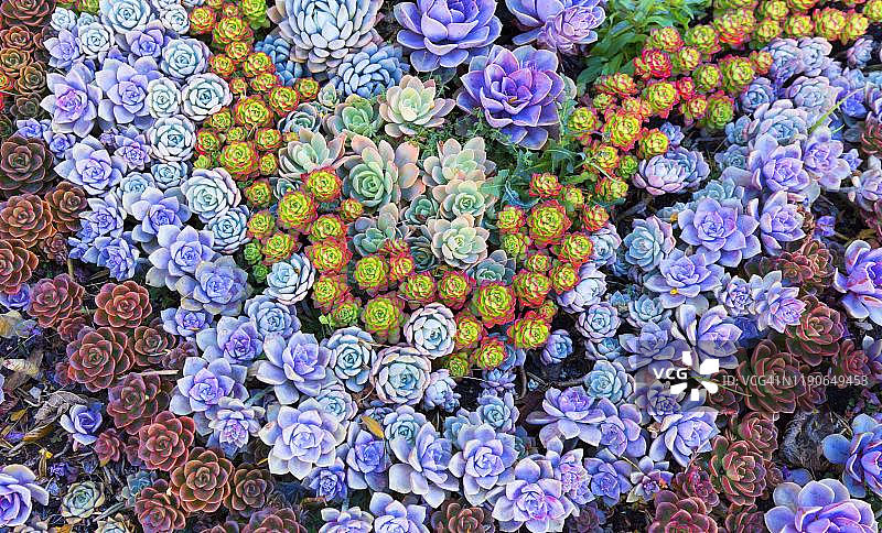 中国云南丽江，绚丽多彩的观音莲座草图片素材