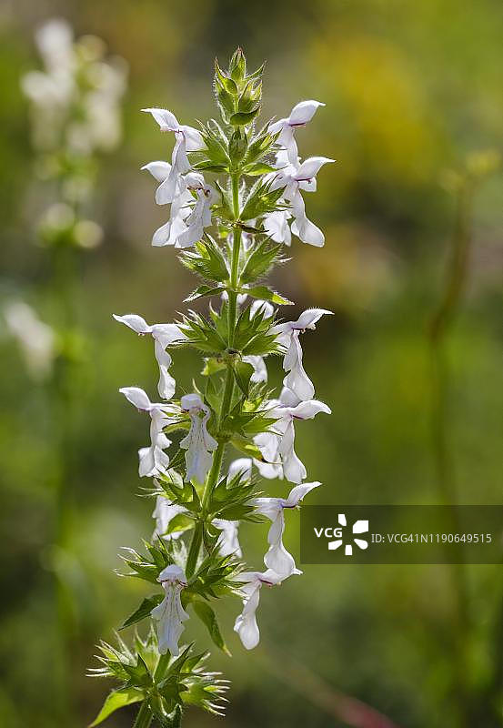 直立水苏（Stachys recta），德国图片素材