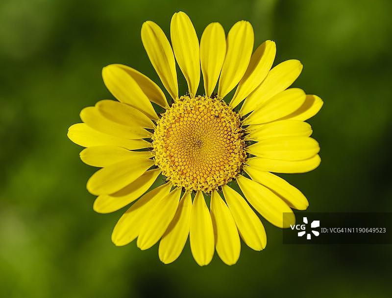 德国巴伐利亚金盏菊图片素材