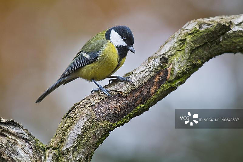 栖息在树枝上的大山雀图片素材