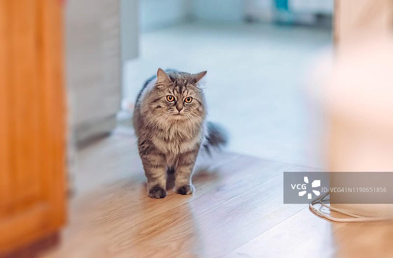 在房子里行走的灰色蓬松可爱猫图片素材