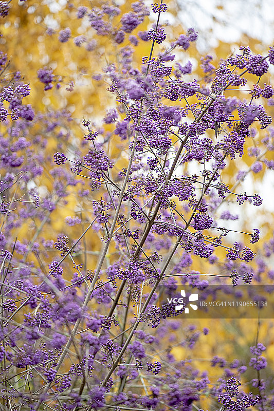 紫珠特写：美丽紫色的果实图片素材