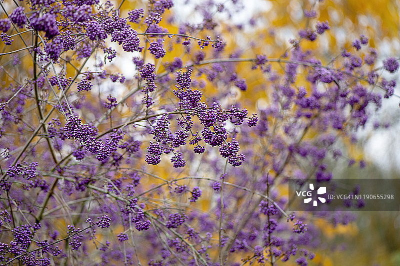紫珠特写：美丽紫色的果实图片素材