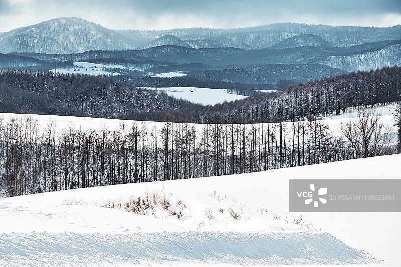 北海道美瑛的雪山和白桦树图片素材