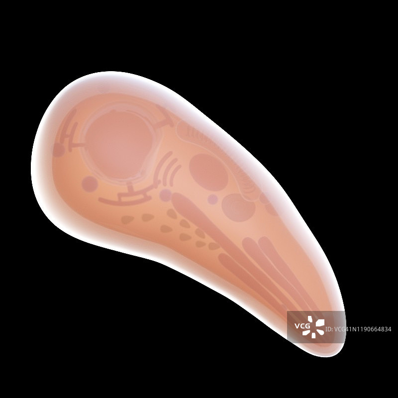 弓形虫寄生虫，图示图片素材