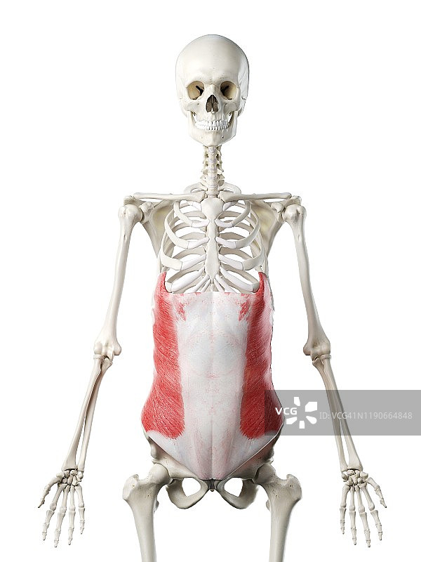 腹外斜肌图示图片素材