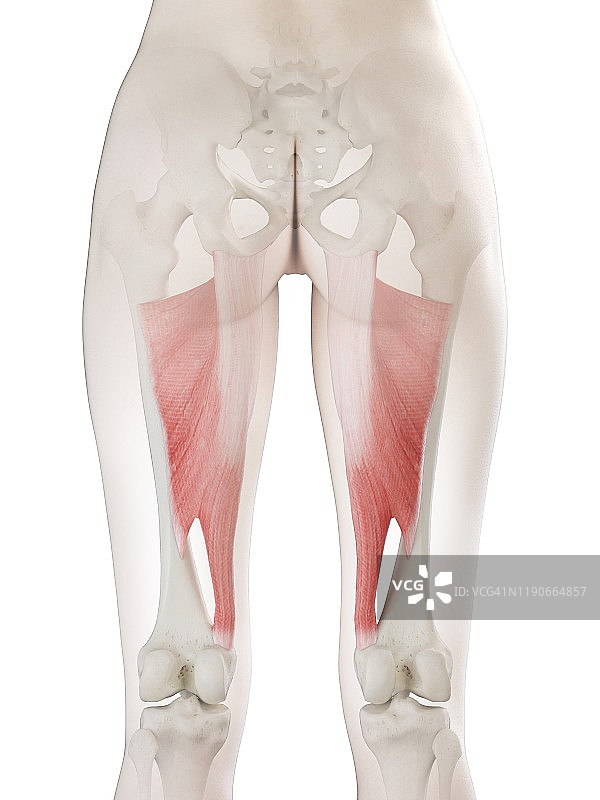 大收肌，图示图片素材