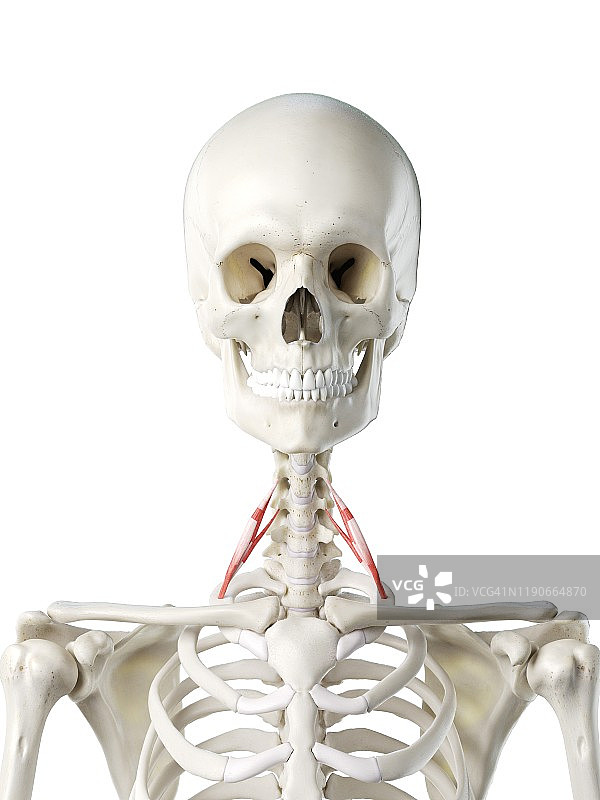 前斜角肌，插图图片素材