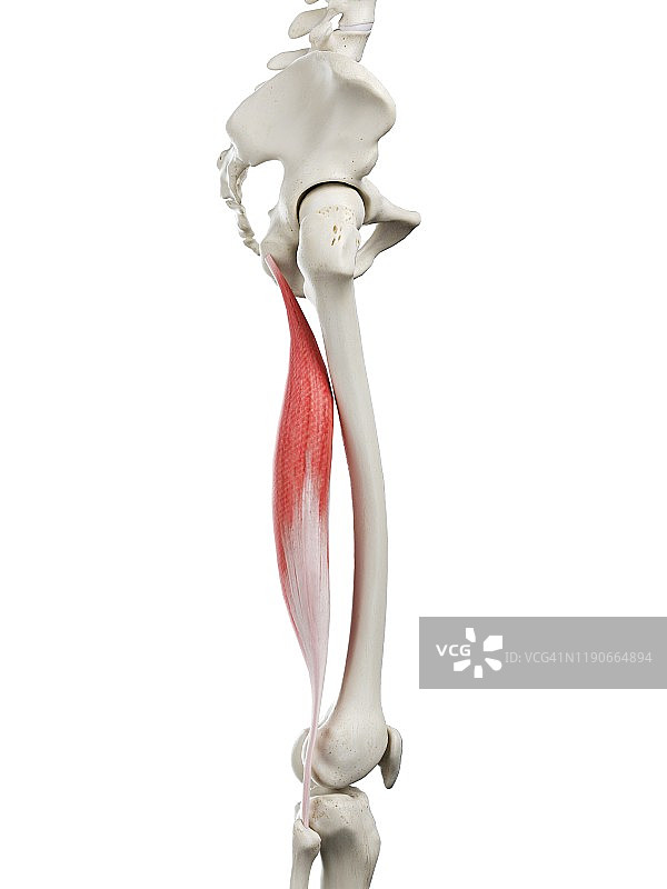 股二头肌长头肌肉图图片素材