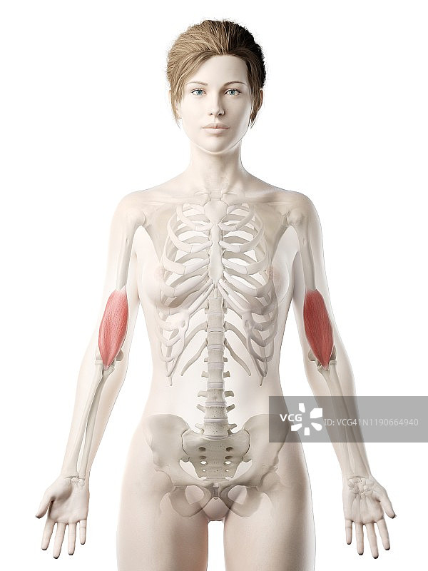 肱肌解剖结构图图片素材