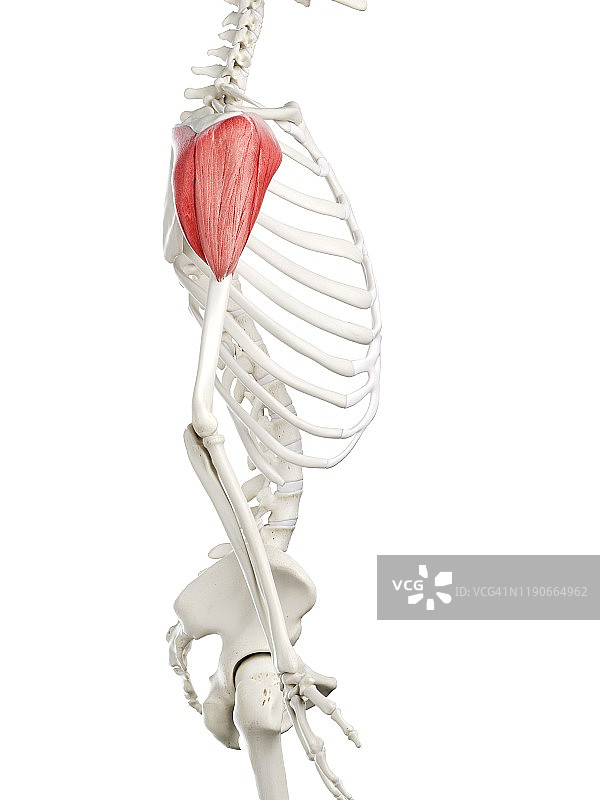 三角肌插图图片素材