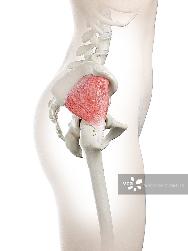 臀小肌肌肉插图图片素材