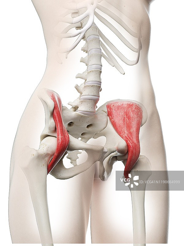 髂腰肌插图图片素材