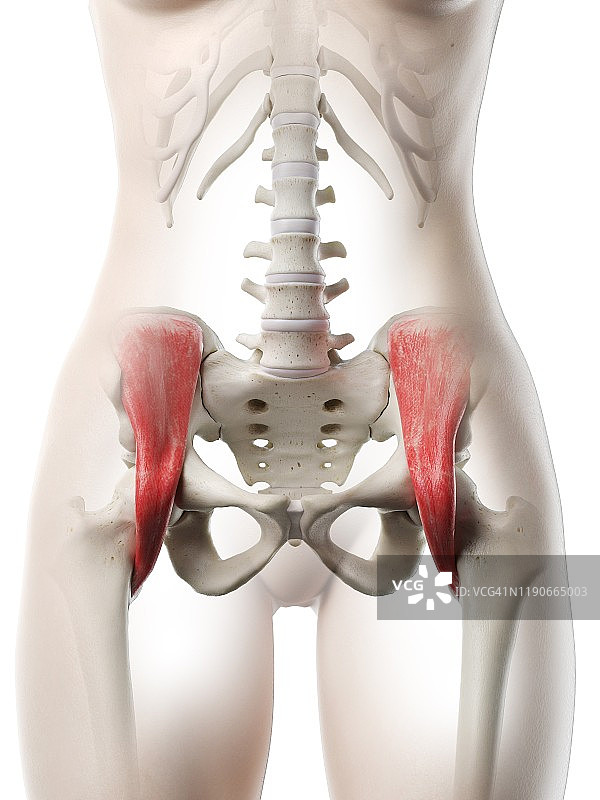 髂腰肌插图图片素材