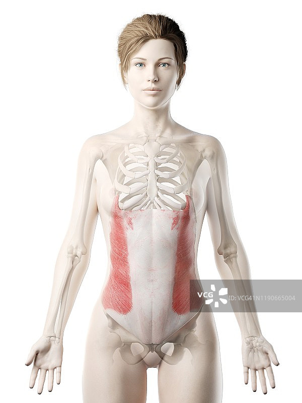 腹外斜肌图示图片素材