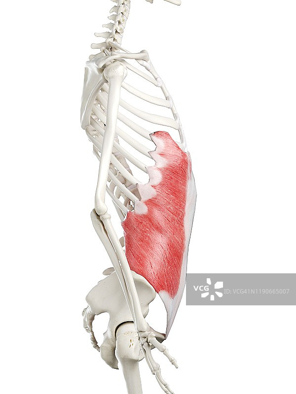 腹外斜肌图示图片素材