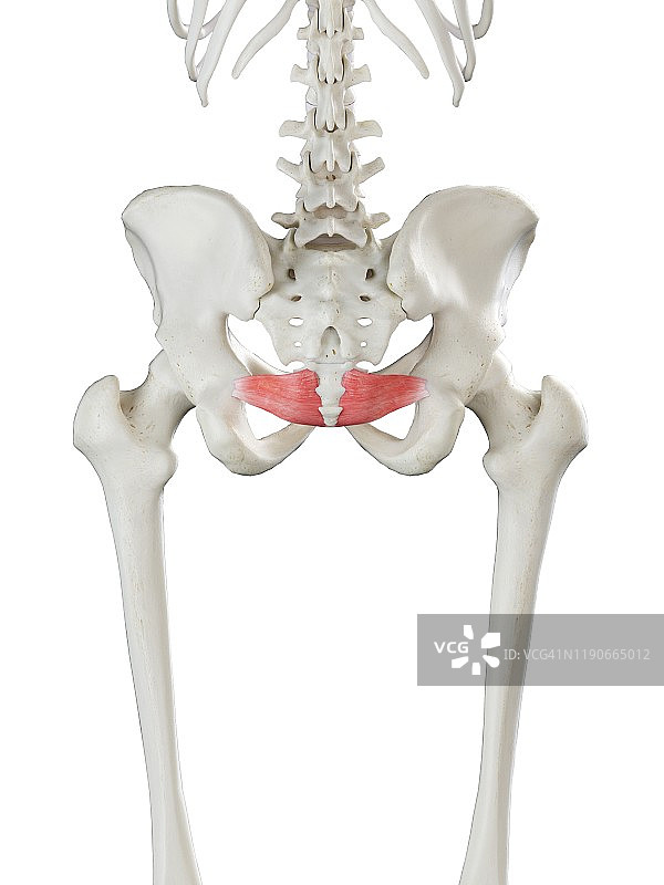 髂尾肌插图图片素材