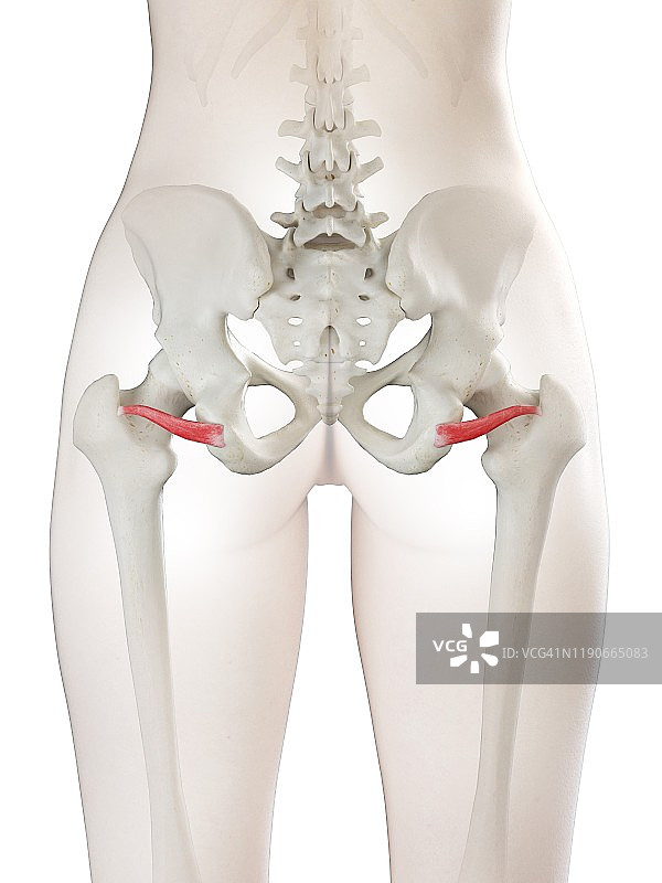 下孖肌图示图片素材
