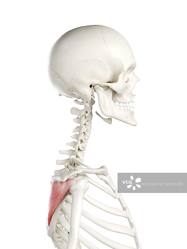 冈下肌，图示图片素材